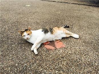 《漫威蜘蛛侠2》最后一批免费DLC服装将于本周推出 再无任何DLC内容